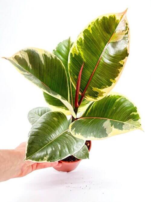 Ficus Elastica Tineke Variegated Rubber Plant