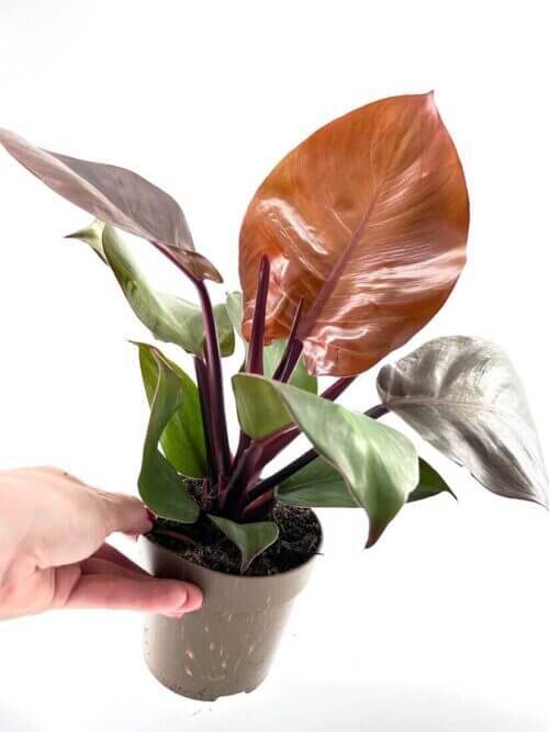 Philodendron Red Sun