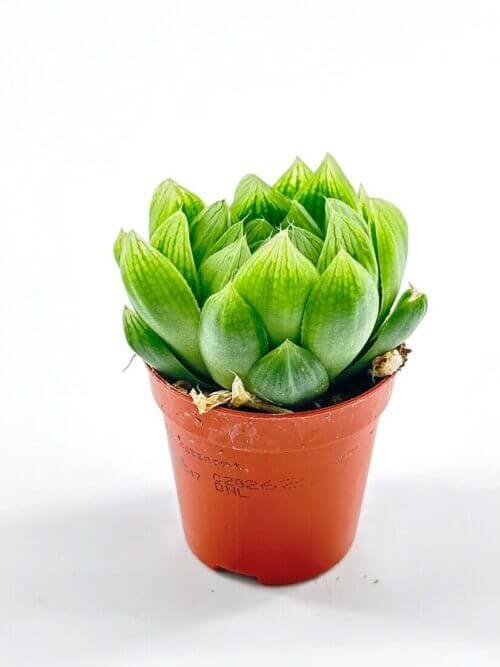 Haworthia Cooperi Glass Succulent