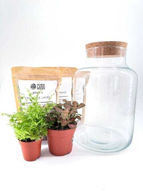 terrarium kit