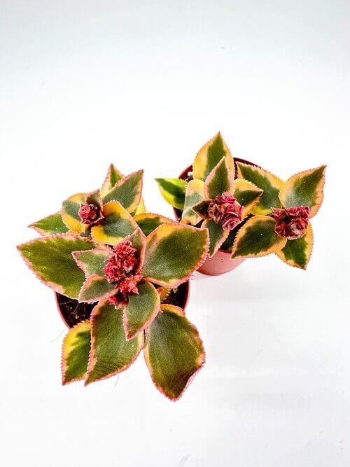 Potted succulents with red flowers on white background, showcasing vibrant colours and rosette patterns.