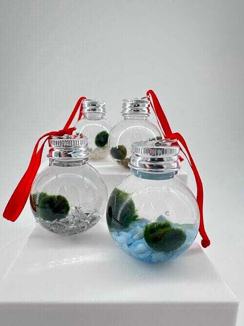 Festive Marimo Moss Ball Ornament