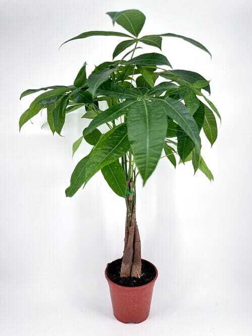 Braided money tree in terracotta pot, lush green leaves; symbol of prosperity and elegance.