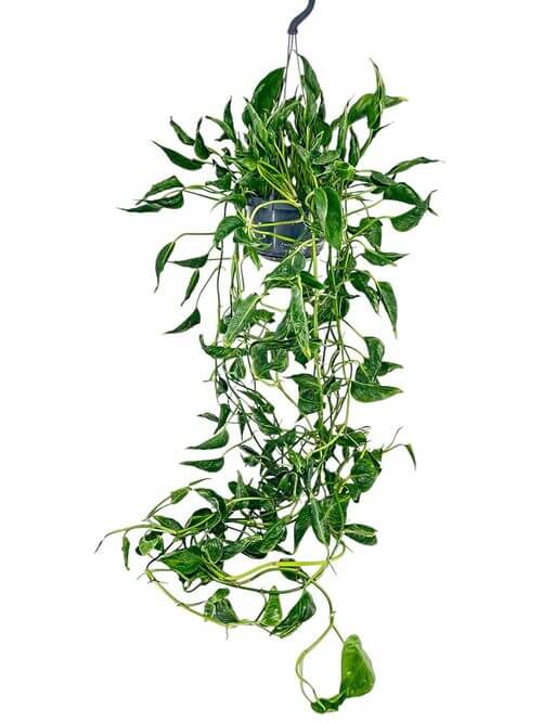 Epipremnum Shangri La Sleeping Pothos