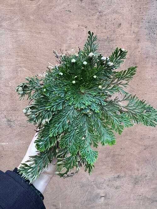 rose of jericho