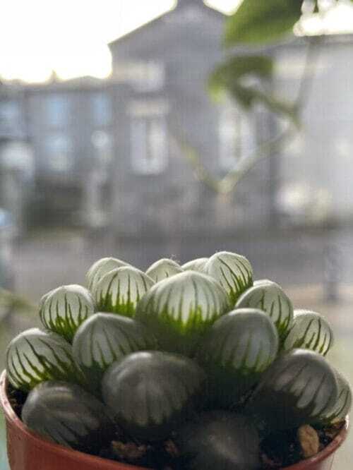 haworthia cooperi var tuncata glass succulent 5.5cm pot