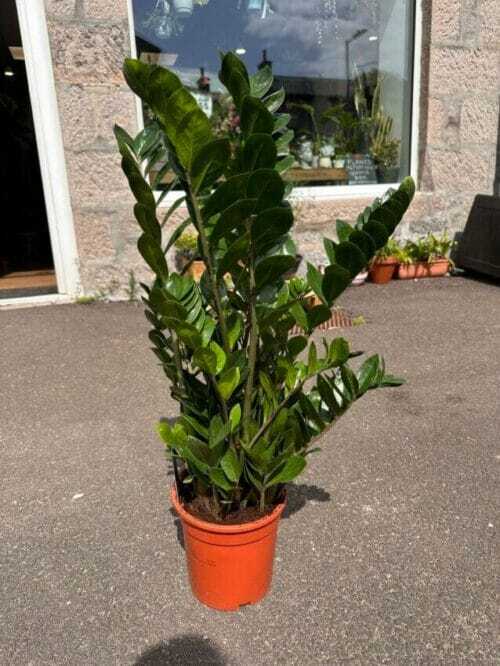 zamioculcas zamiifolia emerald palm zz x large 90cm height 24cm pot (copy)