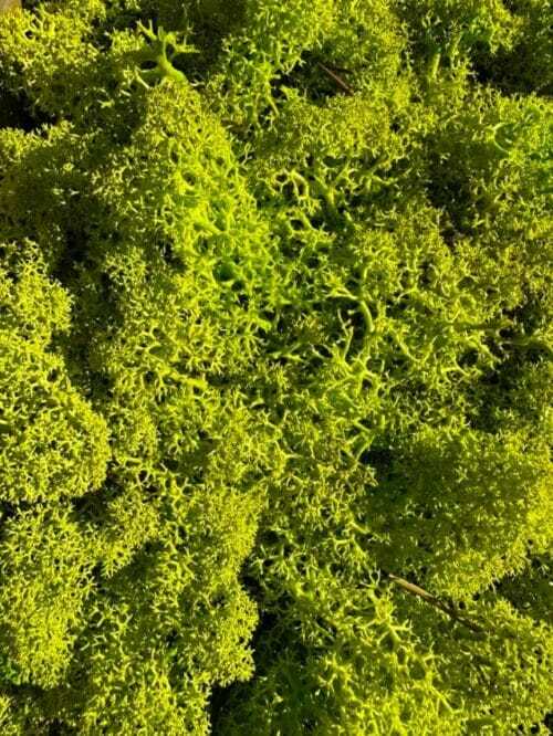 preserved reindeer moss spring green