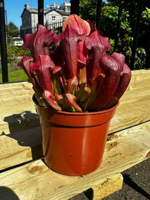 Carnivorous Sarracenia Trumpet Pitcher Maroon houseplant in brown plastic pot on wooden table in the sun