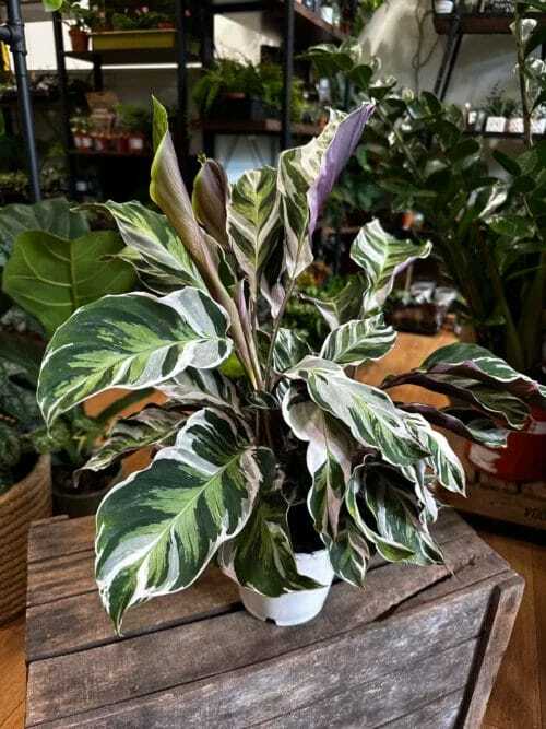 calathea white fusion in a 10.5cm pot on wooden box. Blurry houseplants in background of store