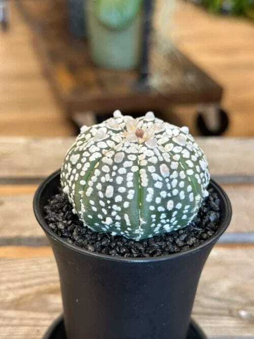 astrophytum asterias sea urchin cactus 7cm