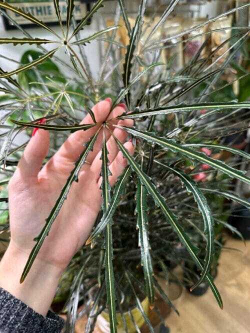 dizygotheca elegantissima false aralia spider plant 17cm pot