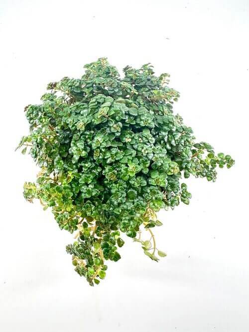 Vibrant green plant with shiny leaves against a plain white background.