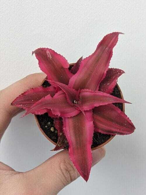 cryptanthus earth star rubin 1