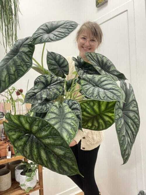 alocasia dragon scale elephant ear plant large 19cm pot