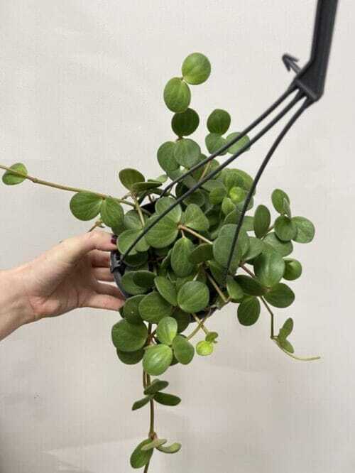 schefflera arboricola umbrella plant on lava rock bonsai