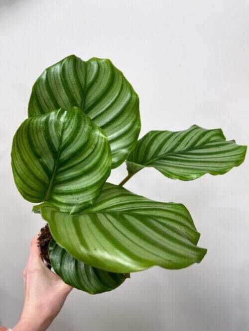 calathea burle marxii prayer plant 11cm pot (copy)