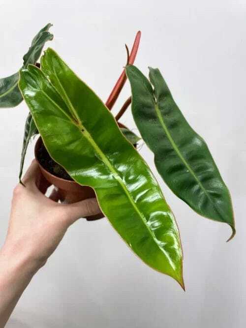 scindapsus pictus argyraeus satin pothos 12cm pot