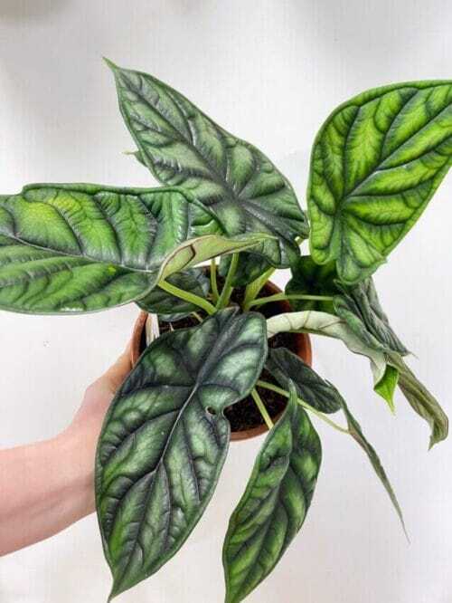 Alocasia Baginda Dragon Scale 17cm pot