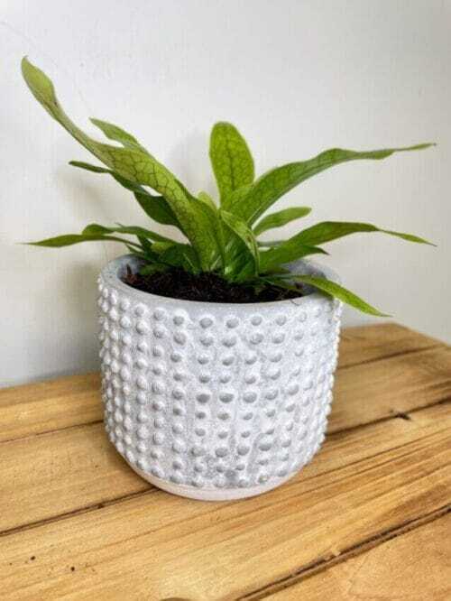 modern concrete planter with lines for 8cm pots