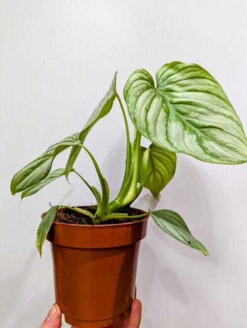 global green pothos 12cm pot