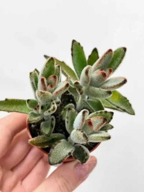 kalanchoe hortagel mother of millions 5cm pot (copy)