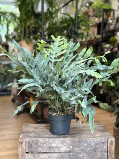 blue star fern phlebodium aureum 17cm pot