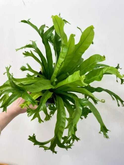 blue star fern phlebodium aureum 17cm pot (copy)