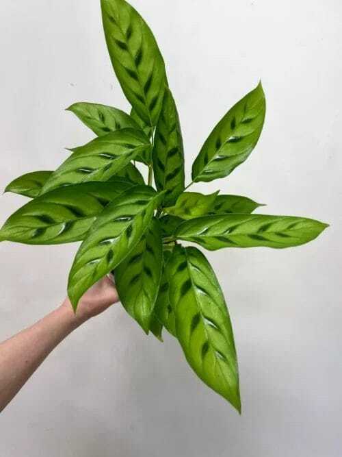 calathea rufibarba bluegrass prayer plant 12cm pot