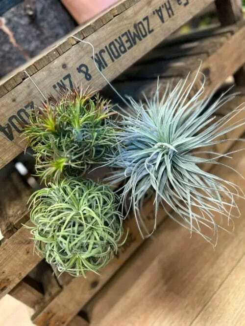 air plant tillandsia large