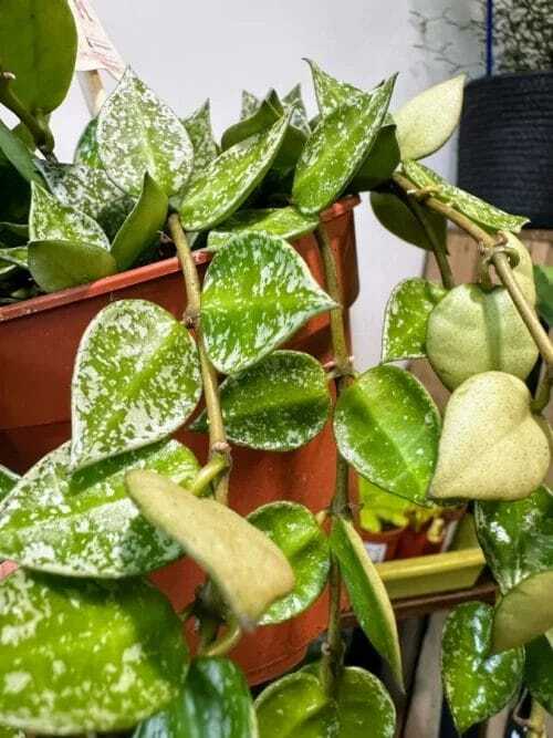 peperomia angulata x ray plant 12cm pot