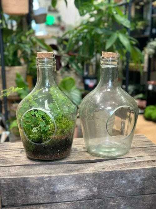 vintage terrarium container eco glass open bottle