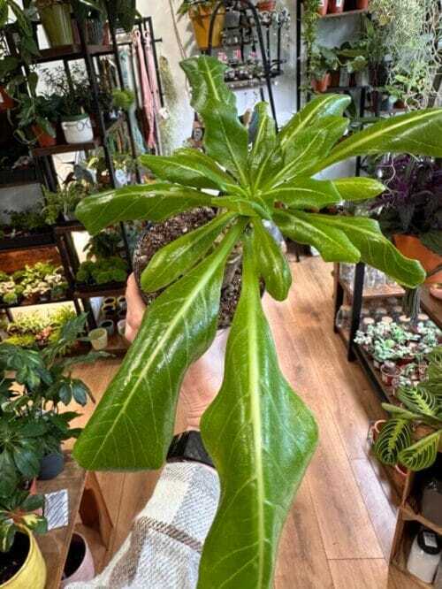 Brighamia Insignis, commonly known as the Hawaiian Palm, is a houseplant that comes in a 12cm pot.