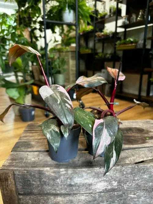 philodendron pink princess variegated 11cm pot