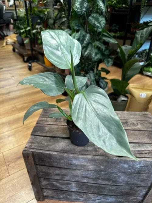 philodendron hastatum silver queen 14cm pot (copy)