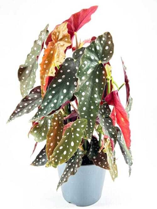 Begonia Maculata Wightii Silver Polka Dot