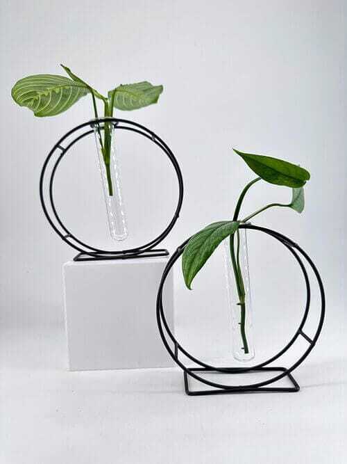 Elegant plant displays with test tubes in modern black frames, enhancing contemporary interior decor.