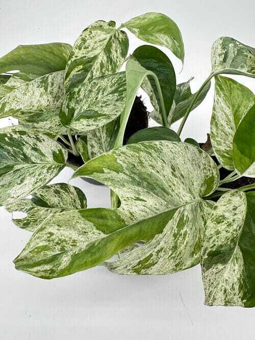 Vibrant lush variegated plant with glossy green leaves for home decor and indoor gardening.