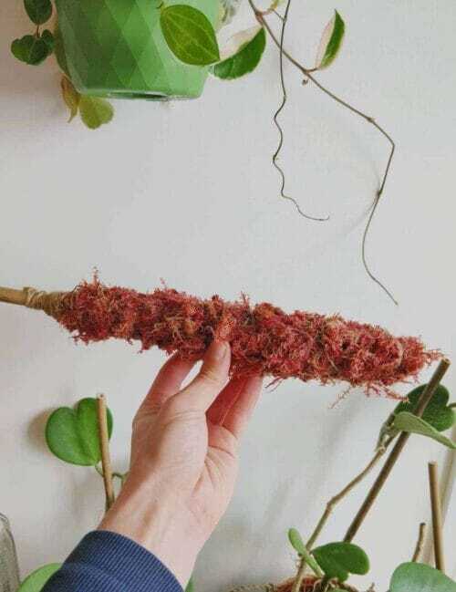 MINI Natural Moss pole 30cm - Pink