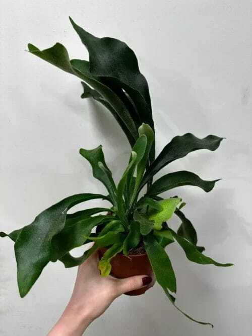 staghorn fern platycerium bifurcatum 12cm pot