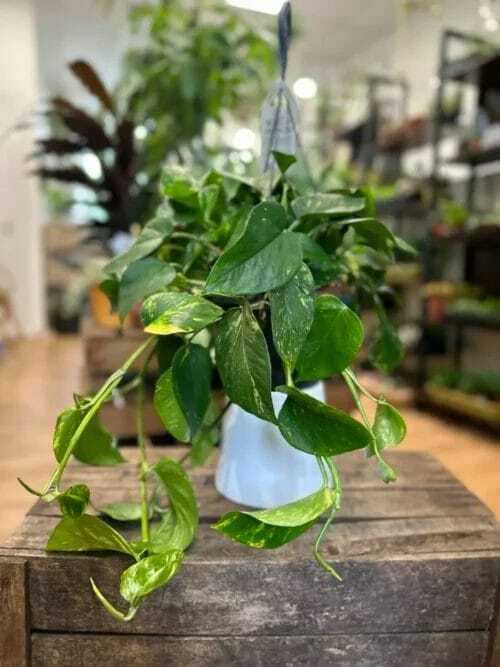 epipremnum aureum golden pothos large 15cm pot