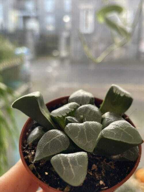 Haworthia Cooperi Bayeri Moonstone Glass Succulent in a 5.5cm pot with blurry background looking out window