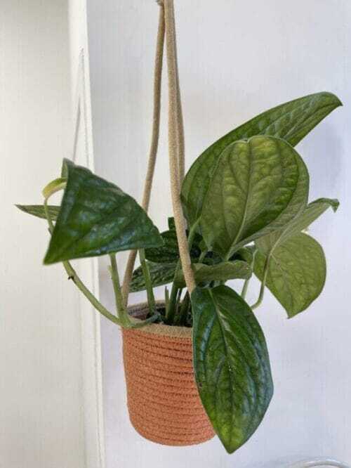 rustic seafoam medium hanging macrame basket for 15cm pot