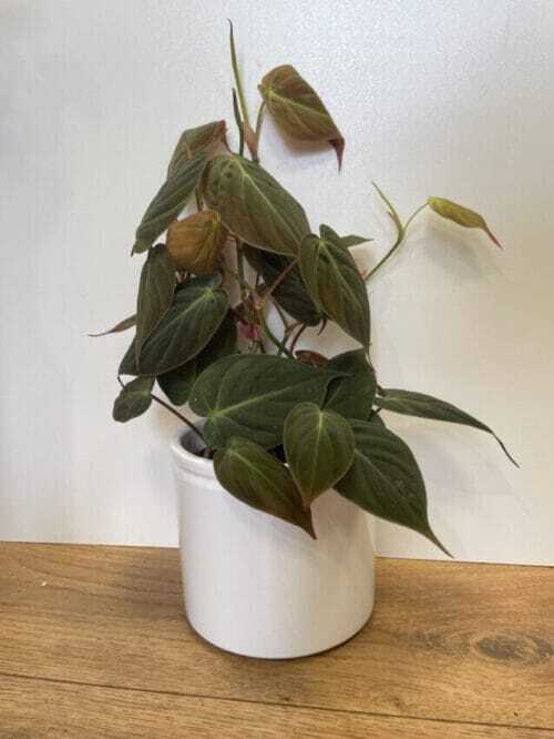 philodendron micans velvet heart 12cm pot