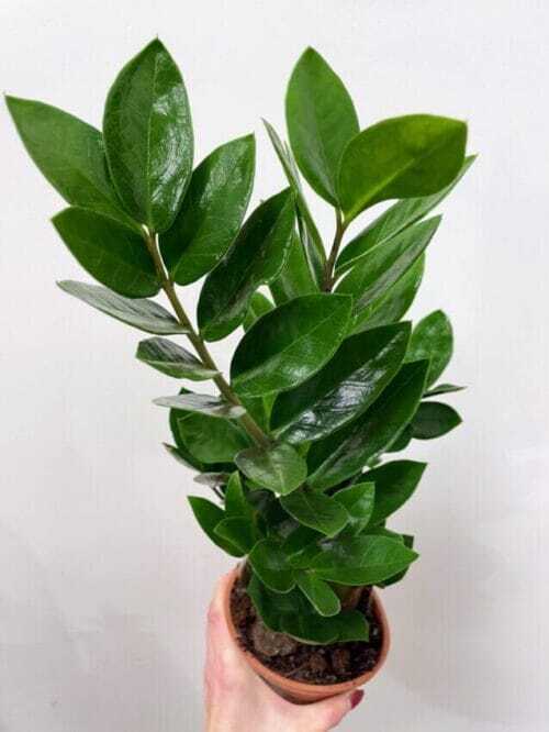 zamioculcas zamiifolia emerald palm zz 12cm pot