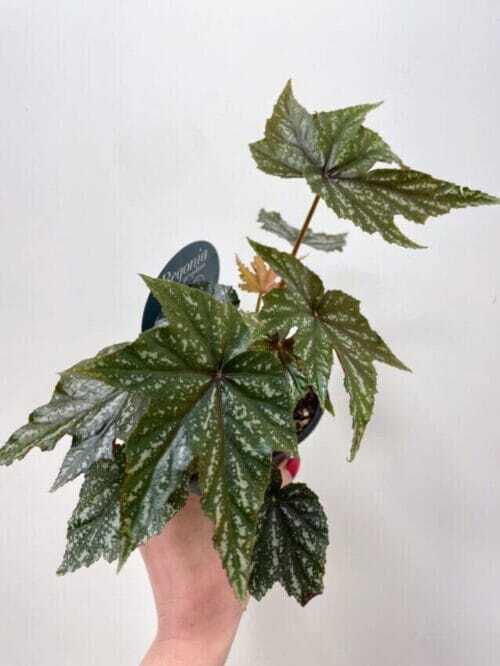 begonia gryphon cane12cm pot