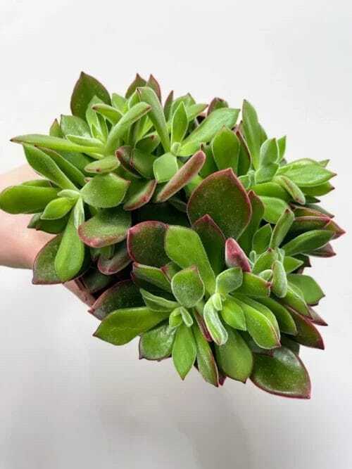 peperomia angulata x ray plant 12cm pot