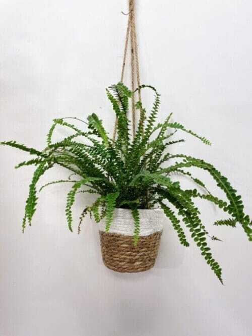 blue star fern phlebodium aureum 7cm pot