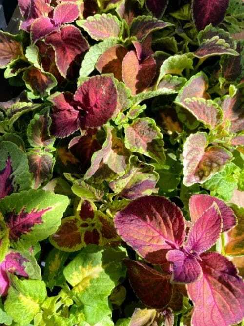 coleus mix 9cm pot