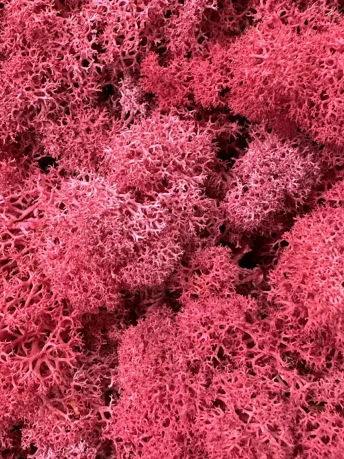 close up image of preserved reindeer moss bright pink in colour